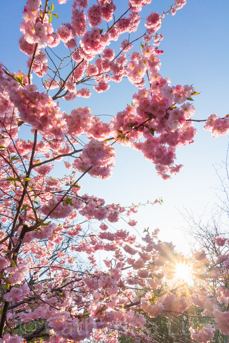 Sakura – Japanische Kirschblüte